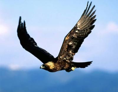 golden eagles bird